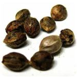 Семена марихуаны АК-47  (Seeds AK-47) в Межгорье